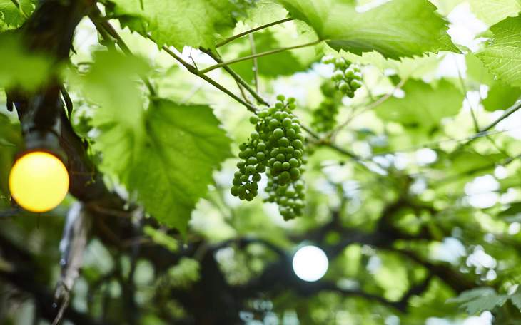 Weinblätter mit Trauben