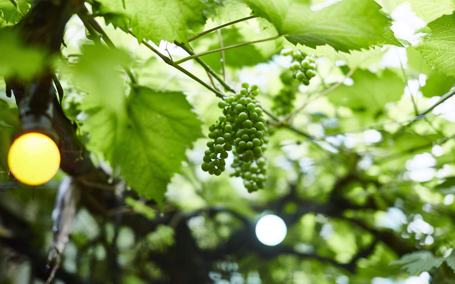 Weinblätter mit Trauben