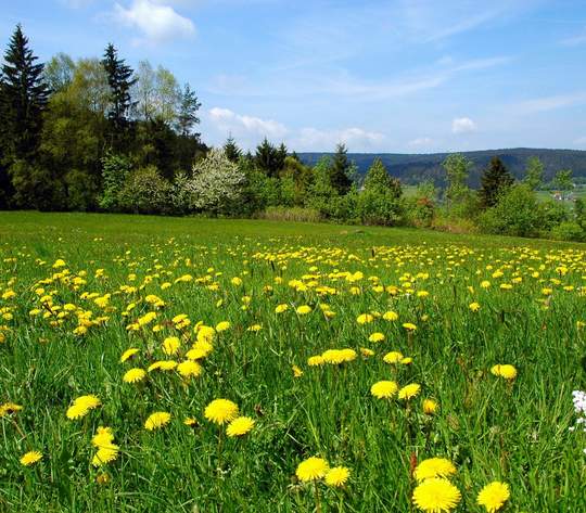 Wiese mit gelben Blumen